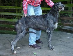 Kilbourne deerhounds hot sale