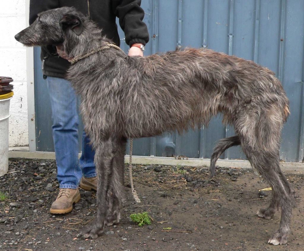 Brindle deerhound store