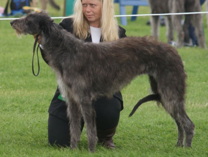 Deerhound - The Breed Archive