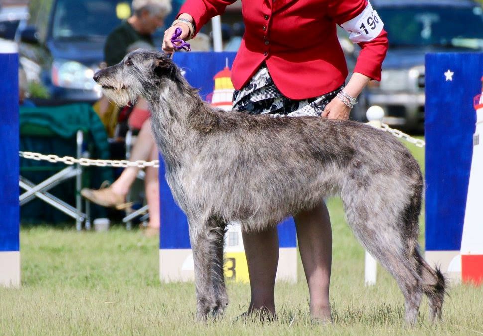 Deerhound - The Breed Archive