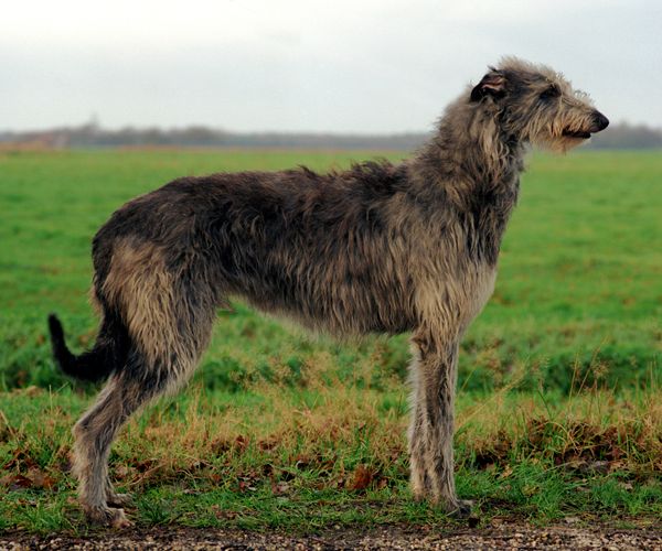 Deerhound - The Breed Archive