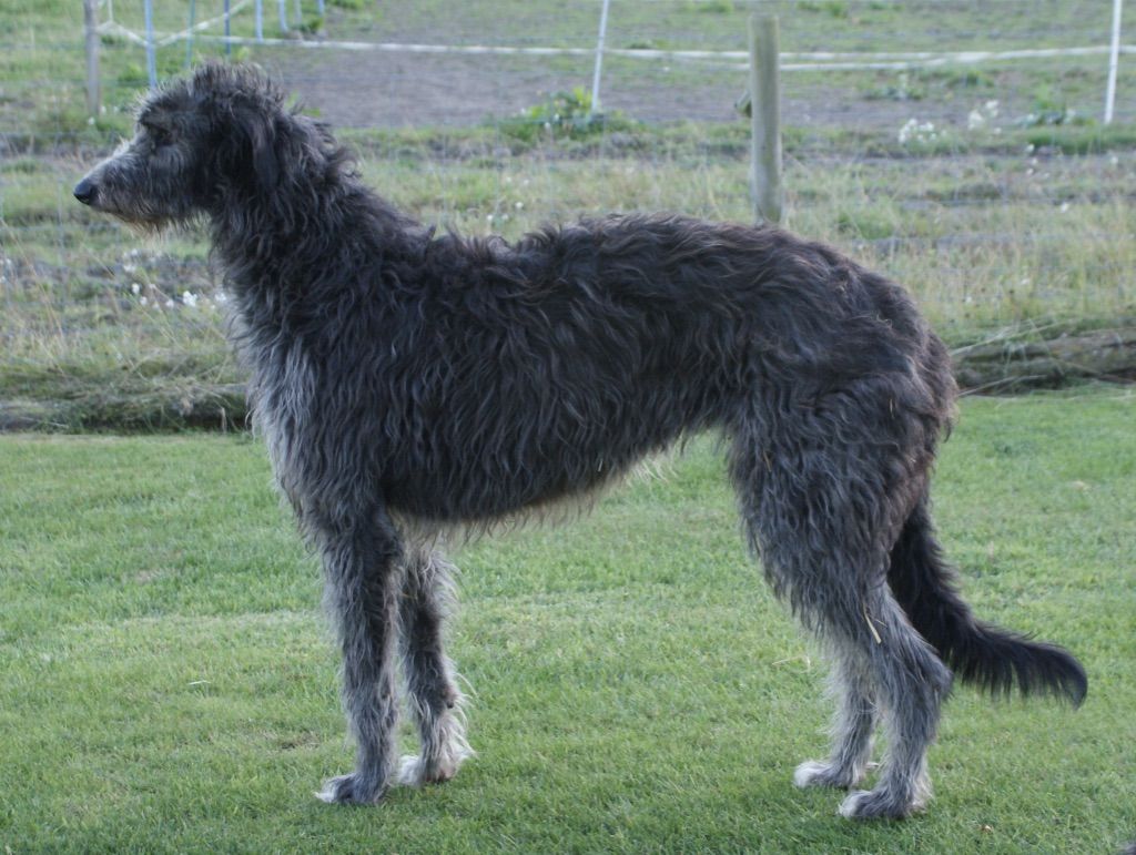 Deerhound - The Breed Archive