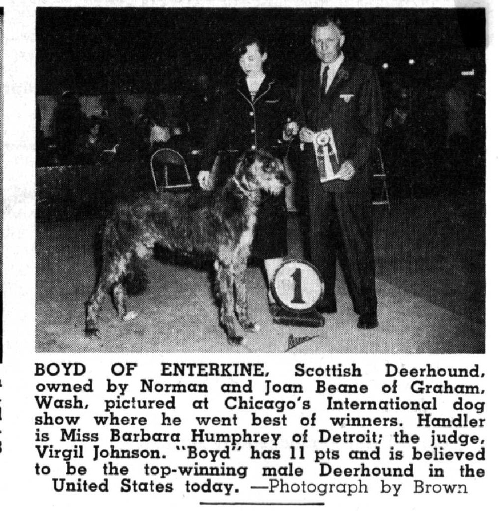 deerhound-the-breed-archive