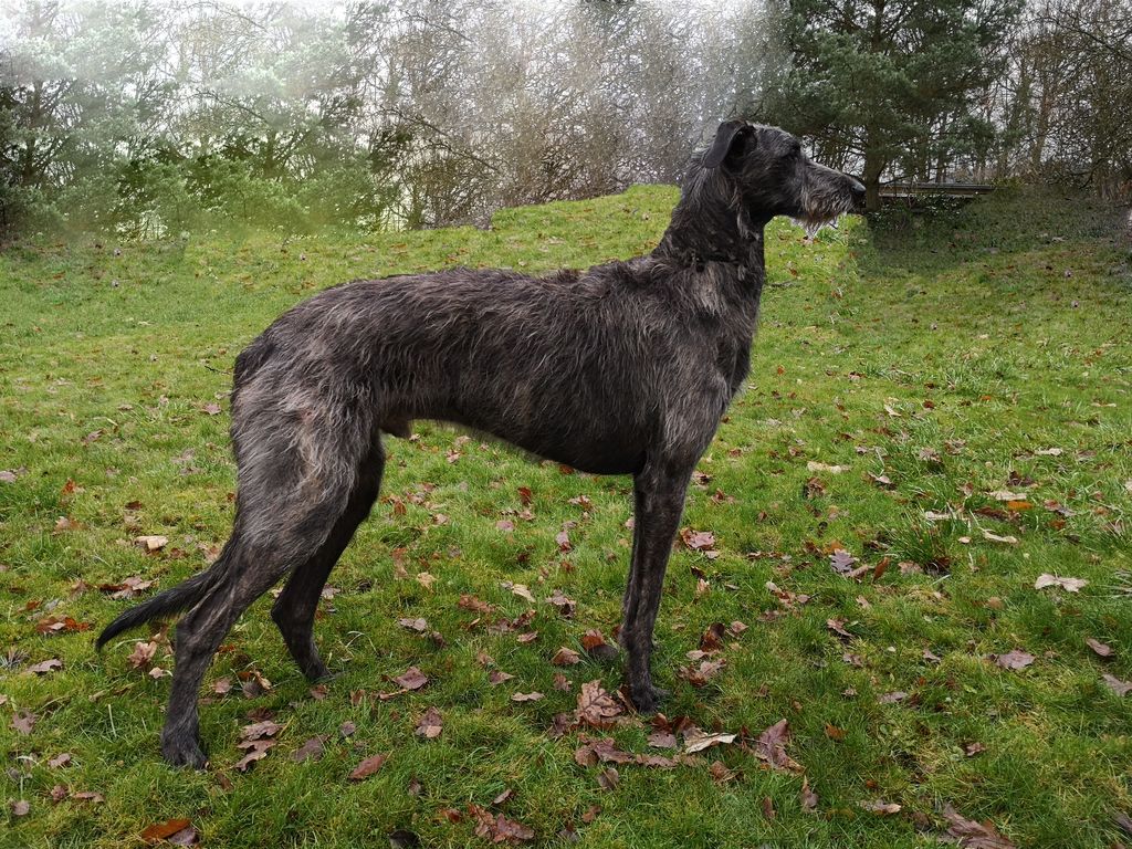 Deerhound - The Breed Archive