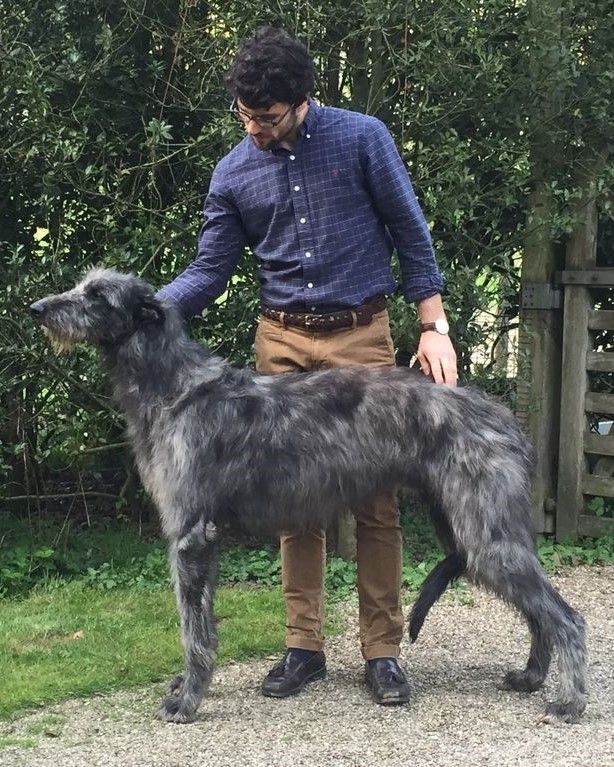 Kilbourne deals deerhounds