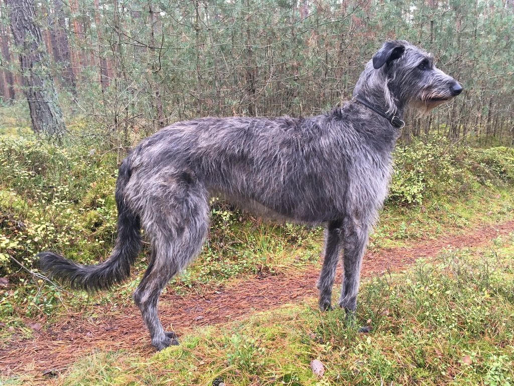 Doxhope deerhounds hot sale