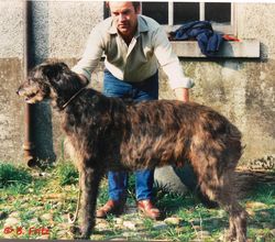 English deerhound hot sale