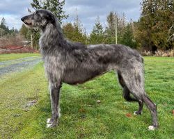 Iron store thistle deerhounds