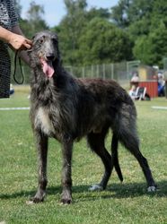 Deerhound - The Breed Archive