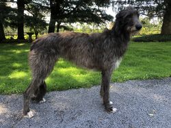 Fernhill deerhounds cheap